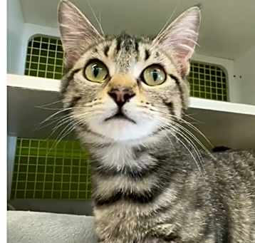 Photo of Juliet