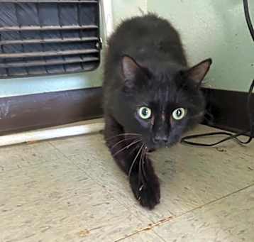 Photo of Coaly - Adoptable