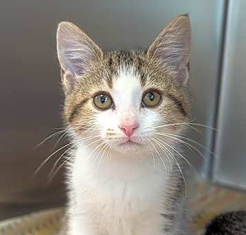 Photo of Tulip