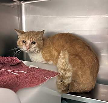 Photo of Octavius: Rodent Responder, adoption fee waived!
