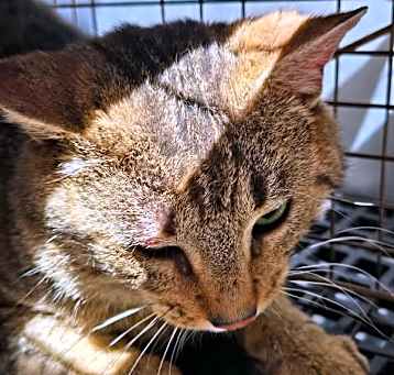 Photo of Thiago - Rodent Responder, Adoption Fees waived!