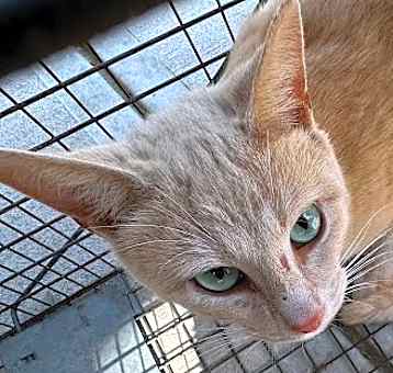 Photo of Osvaldo: Rodent Responder, adoption fee waived!