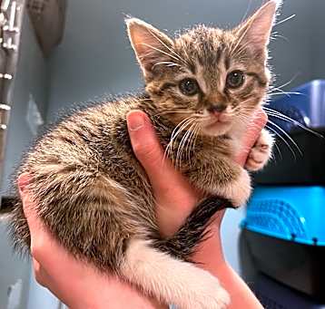 Photo of Firefox
