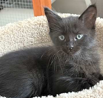 Photo of Juno