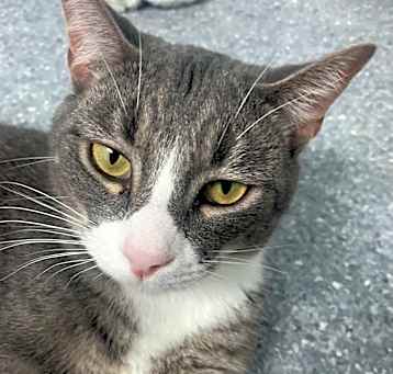 Photo of Milo
