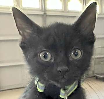 Photo of KITTEN SHADOW