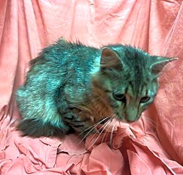 Photo of A1231226