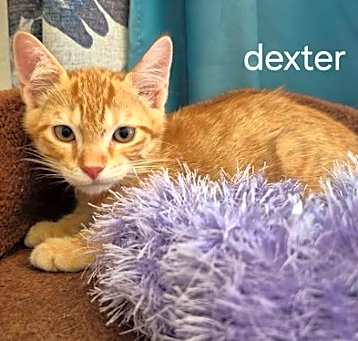 Photo of Dexter