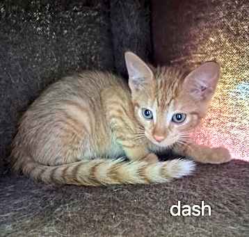 Photo of Dash