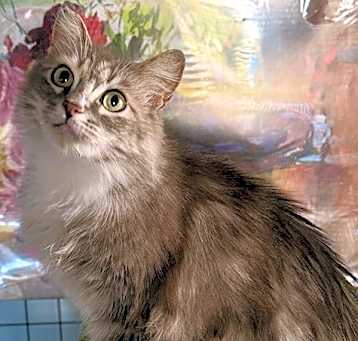 Photo of Sweetie Pie