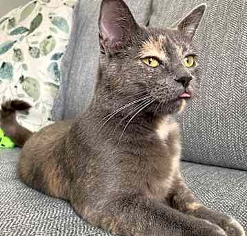 Photo of Nala