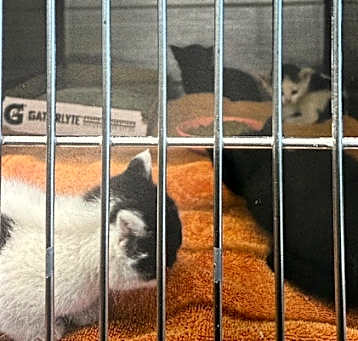 Photo of Black Kitten 1 