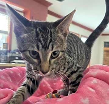 Photo of Biscuit 