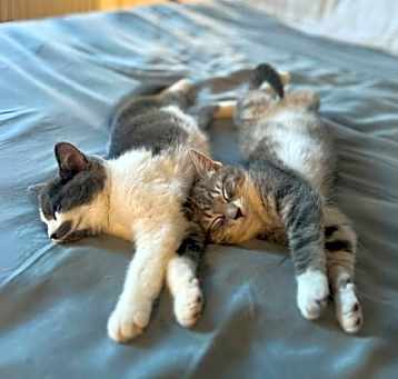 Photo of Cricket & Smidge
