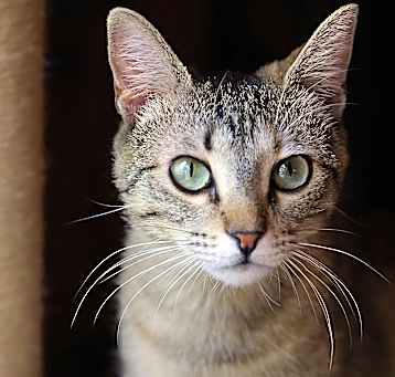 Photo of Tulip