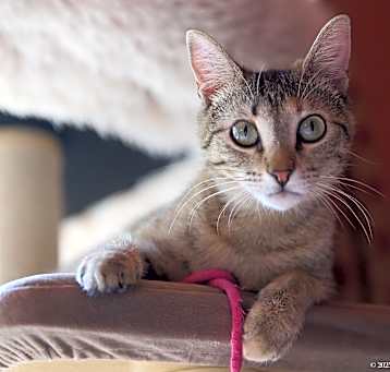 Photo of Tulip