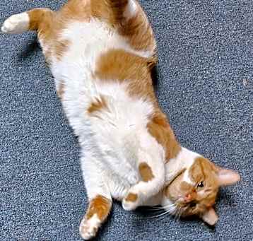 Photo of Caramel Praline
