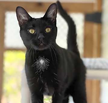 Photo of Blackie
