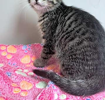 Photo of Mozzarella