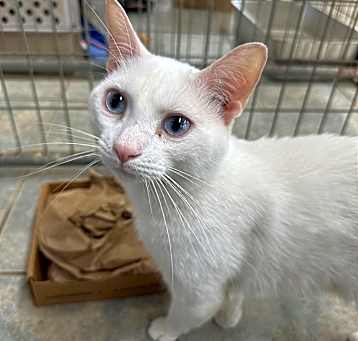 Photo of Flopsy