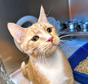 Photo of Marigold