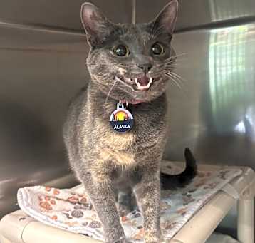 Photo of Alaska- PetSmart Belleville