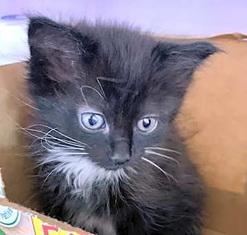 Photo of Tulip