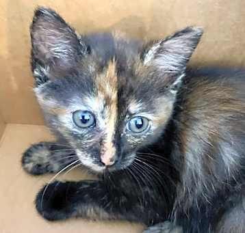 Photo of Iris