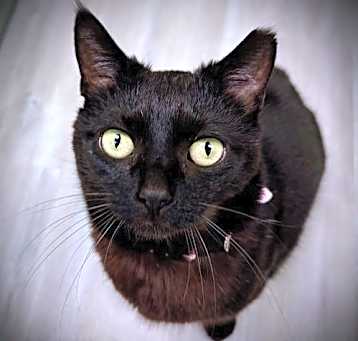 Photo of Magpie