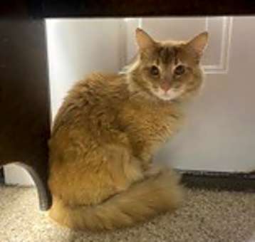 Photo of Sherbet
