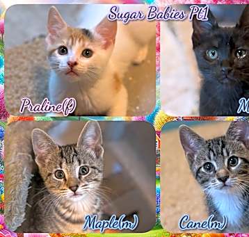 Photo of Sugar Babies Pt 1