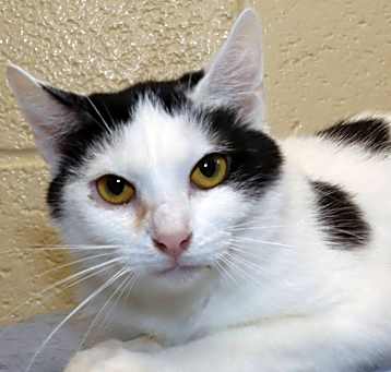 Photo of Clementine
