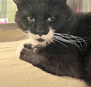 Photo of Mr Whiskers FIV+