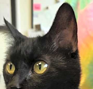 Photo of Tobi