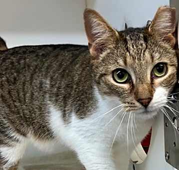 Photo of Dutch 3 yr old male