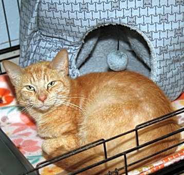 Photo of Brie (Spayed-ComboTested FIV+)