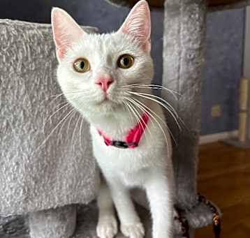 Photo of Sugar