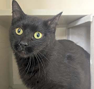 Photo of Stray Hold