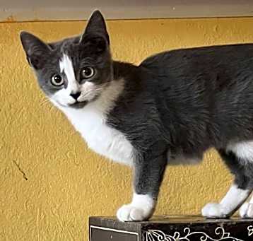 Photo of Smokey