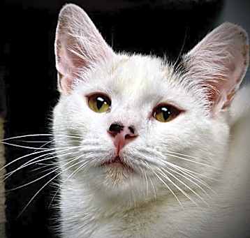 Photo of Pebbles