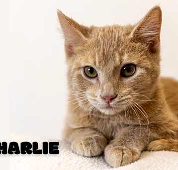 Photo of Charlie
