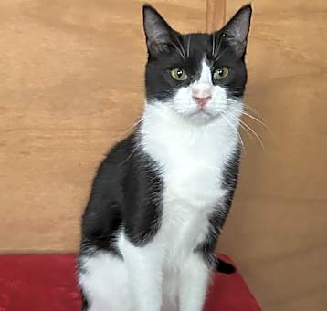 Photo of Katana