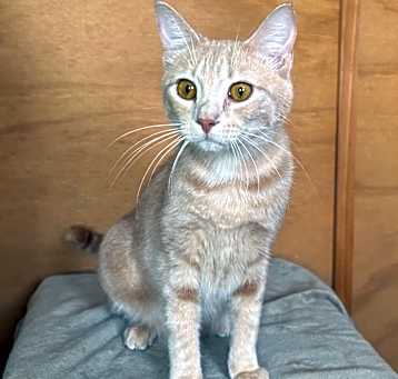 Photo of Kabuku