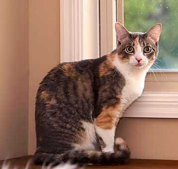 Photo of Tillie