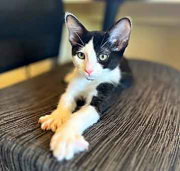 Photo of Chinny D.