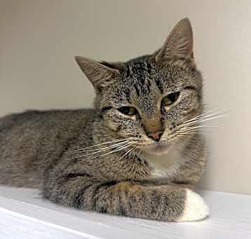 Photo of Cookie