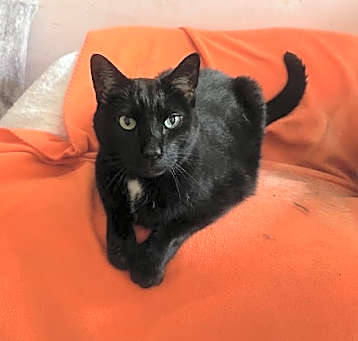 Photo of Licorice