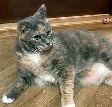 Photo of Snickers