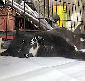 Photo of Mr. Jeeves