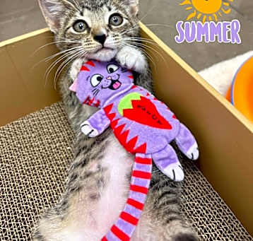 Photo of Summer
